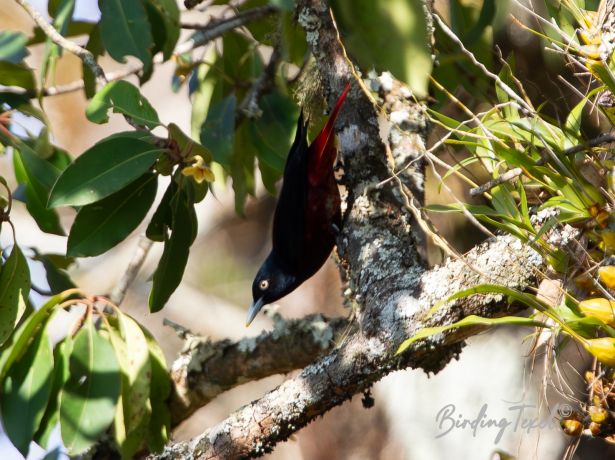 maroonoriole