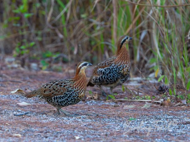 mountain bamboo partridge