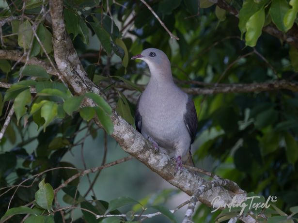 mountainimperialpigeon