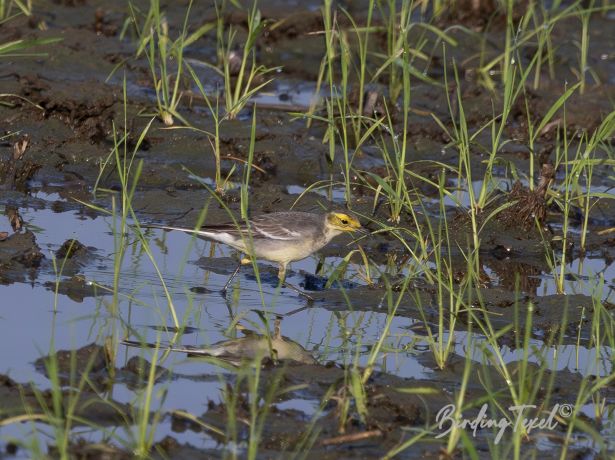 northerncitrinewagtail