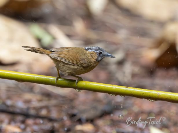 northerngrey throatedbabbler