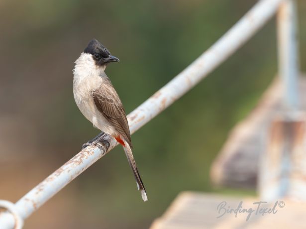 northernsooty headedbulbul