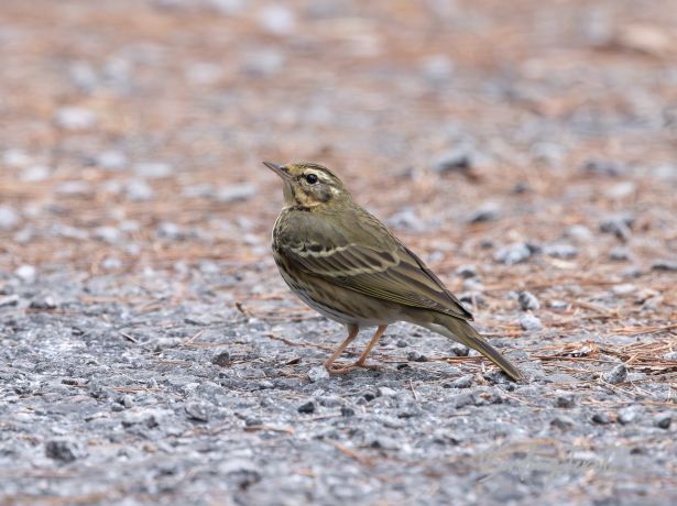 olive backedpipit