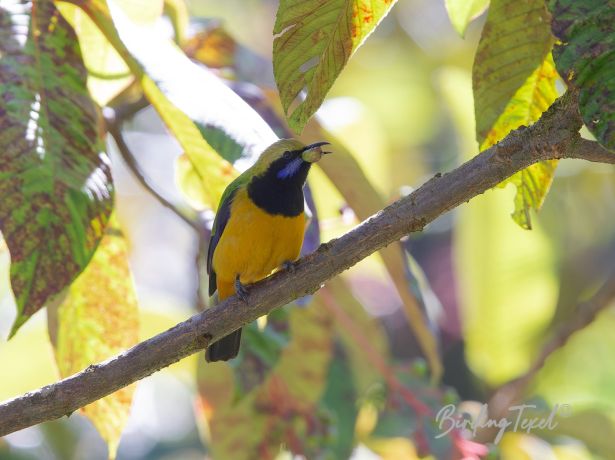 orange belliedleafbird