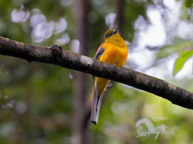 orange breastedtrogon 02022016