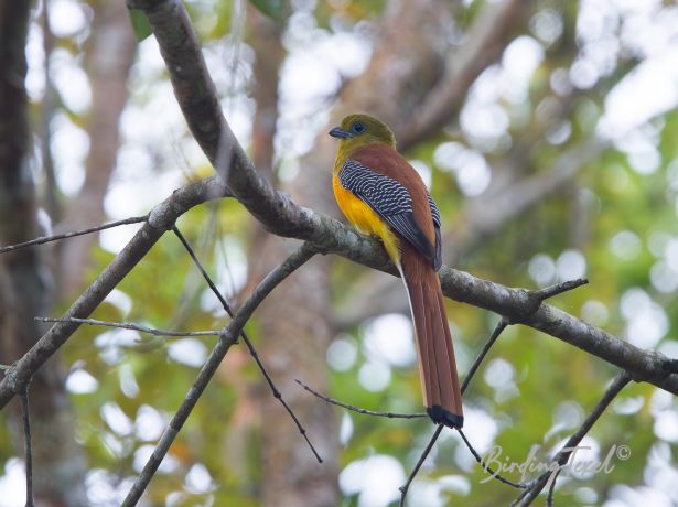 orange breastedtrogon