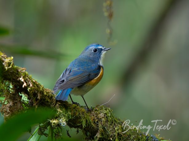 orange flanked bush robin