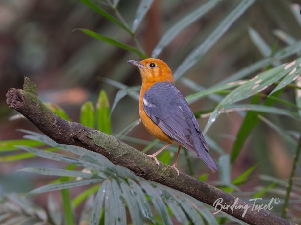 orange headedthrush