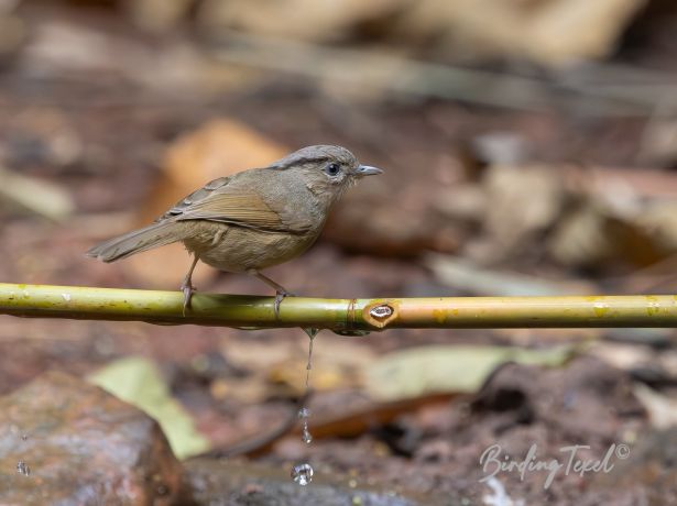 orientalbrown cheekedfulvetta