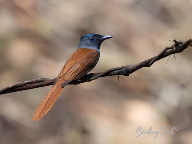 orientalparadise flycatcher