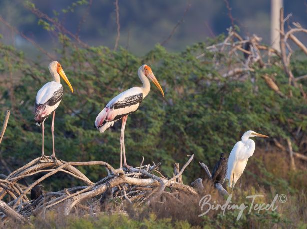 painted stork