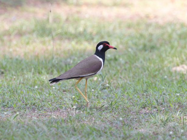 red wattledlapwing