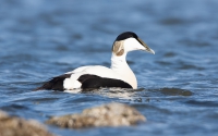 Birds of the Wadden Sea coast