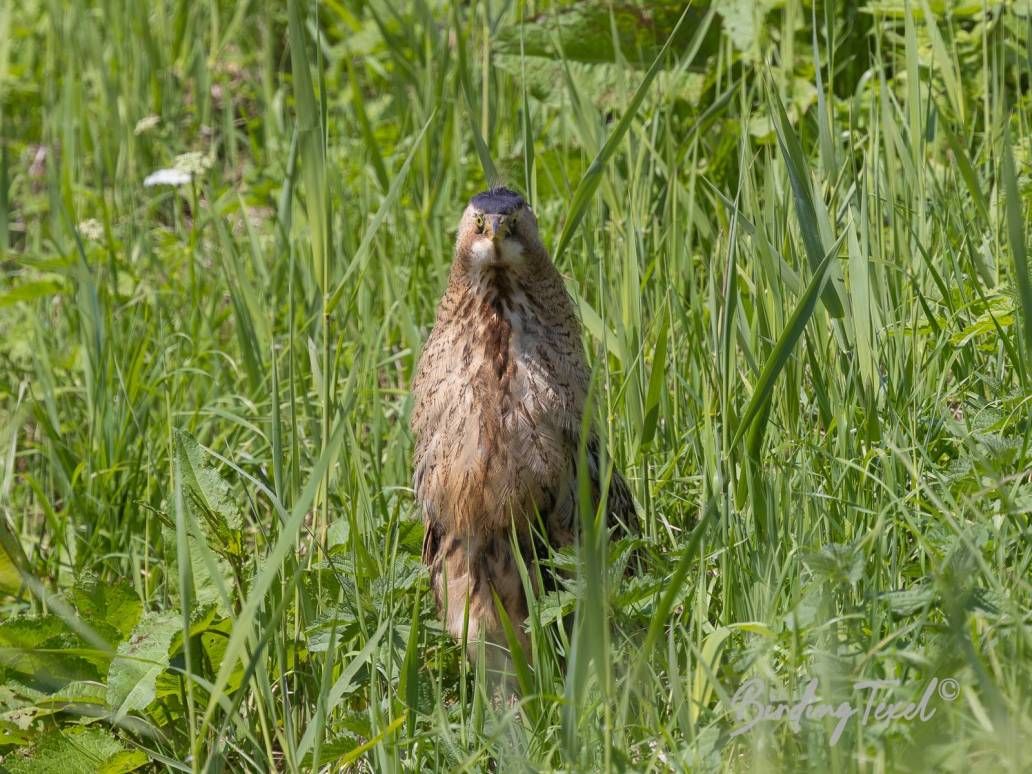 Roerdomp / Great Bittern (Botaurus stellaris) juv, Texel 07062024