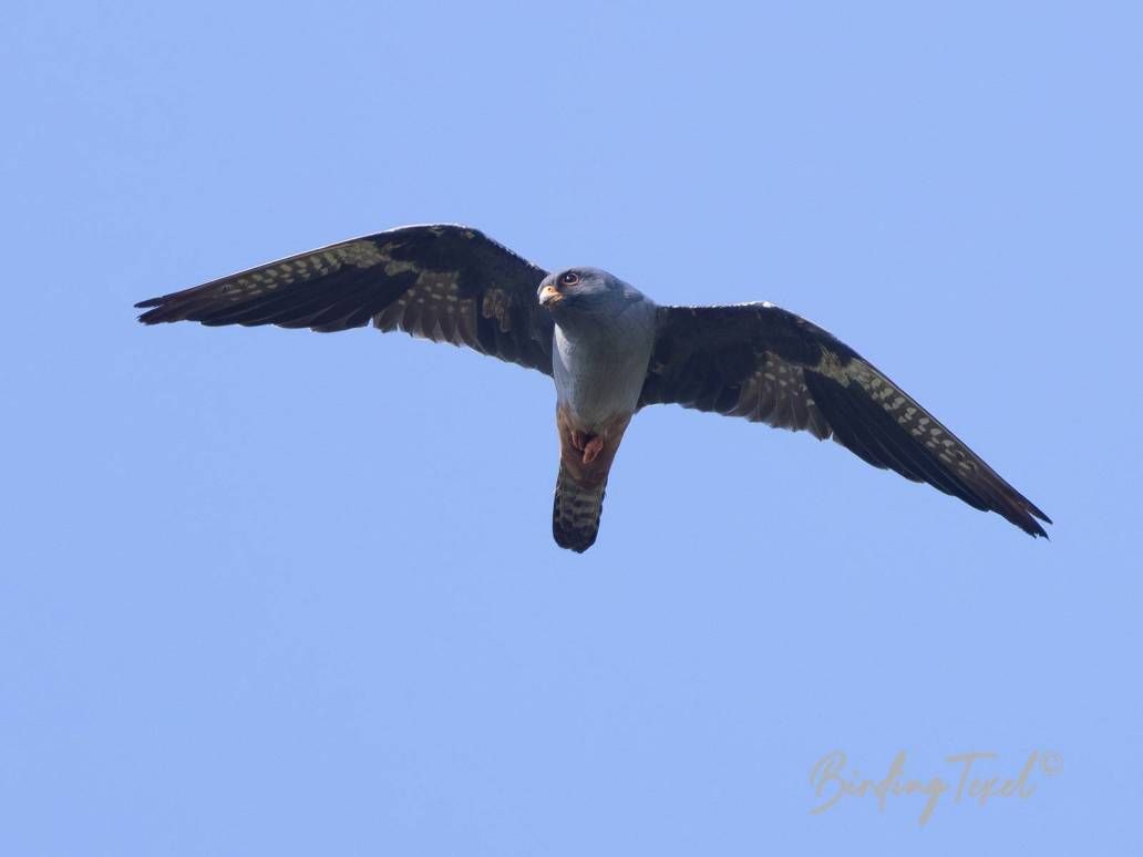 Roodpootvalk / Red-footed Falcon (Falco vespertinus) 2cy ♂, Texel 06092024