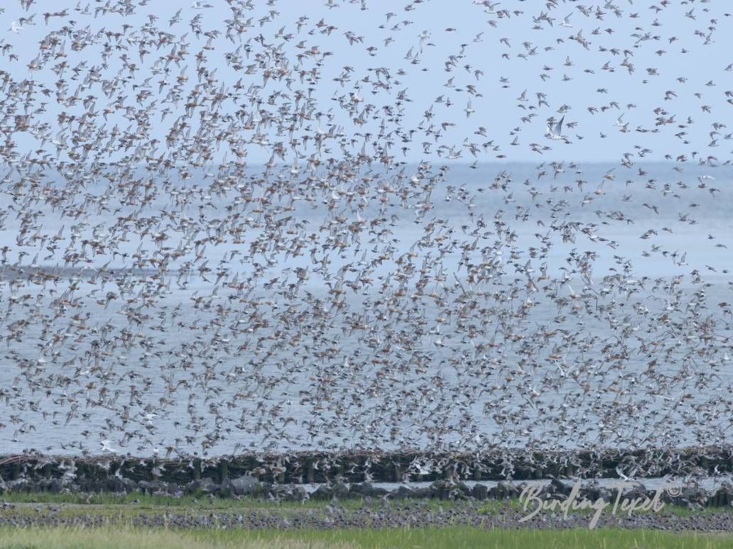 Kanoeten en Bonte Strandlopers / Red Knots and Dunlins (Calidris canutus and Calidris alpina) Texel 14072024