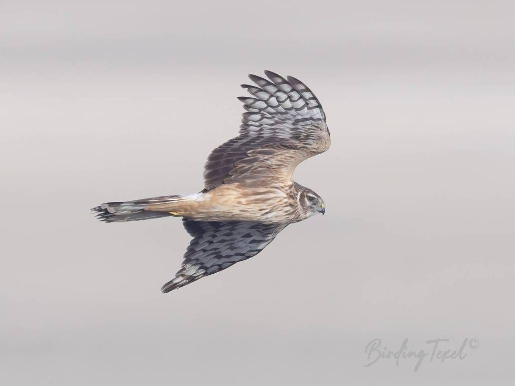 Blauwe Kiekendief / Hen Harrier (Circus cyaneus)  2cy ♀, Texel 22042024