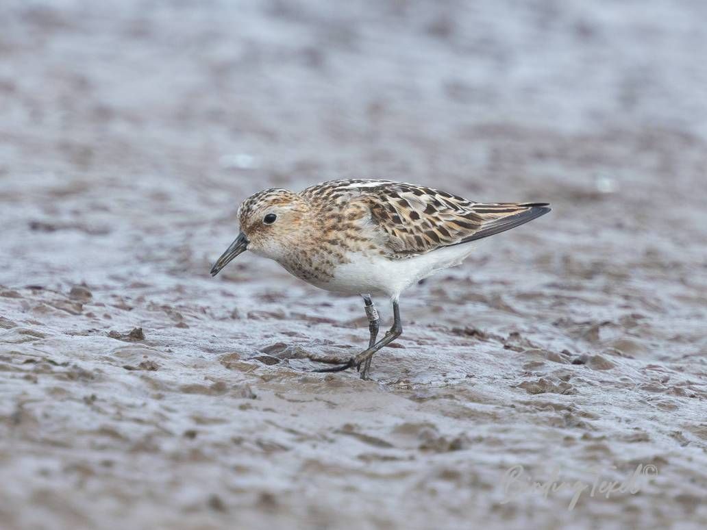 Kleine Strandloper / Little Stint (Calidris minuta) ad, Texel 05082024