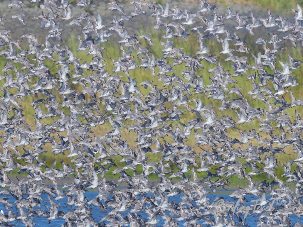 Kanoeten / Red Knots (Calidris canutus) Texel 04072024