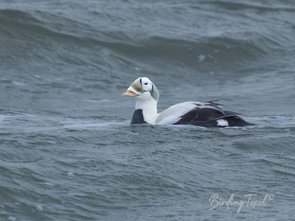 Brileider / Spectacled Eider (Somateria fischeri) ♂ Texel 28012025