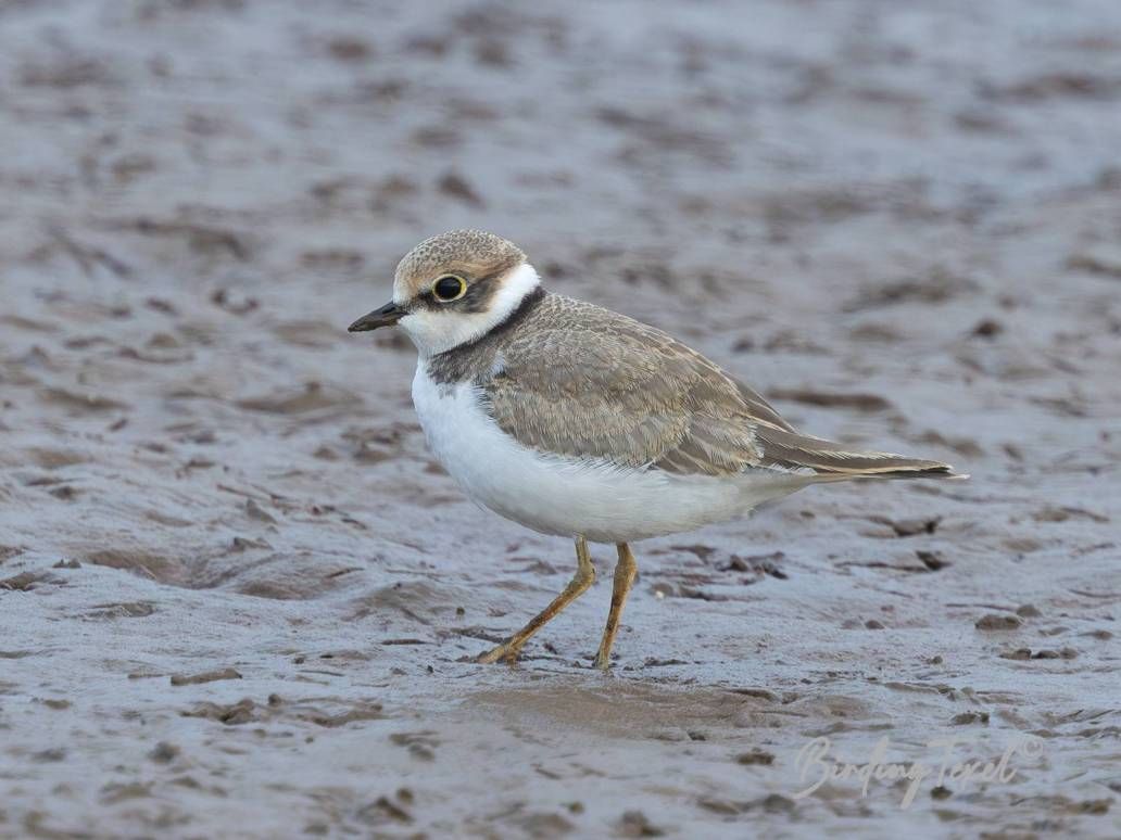 Kleine Plevier / Little Ringed Plover (Charadrius dubius) juv, Texel 05082024