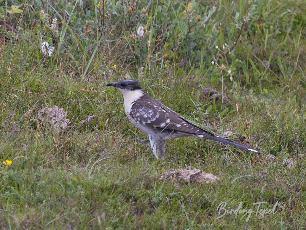 Kuifkoekoek / Great Spotted Cuckoo (Clamator glandarius) 2cy, Texel 23052024