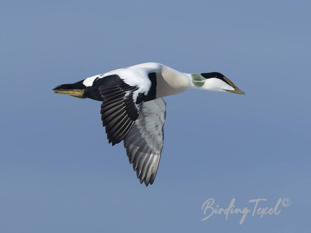 Eider | Common Eider (Somateria mollisima) ♂, Texel 28022025