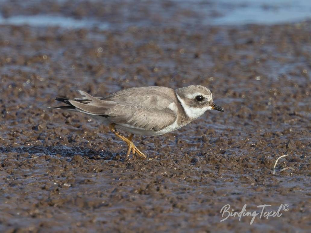 Bontbekplevier / Common Ringed Plover (Charadrius hiaticula) juv, Texel 05082024