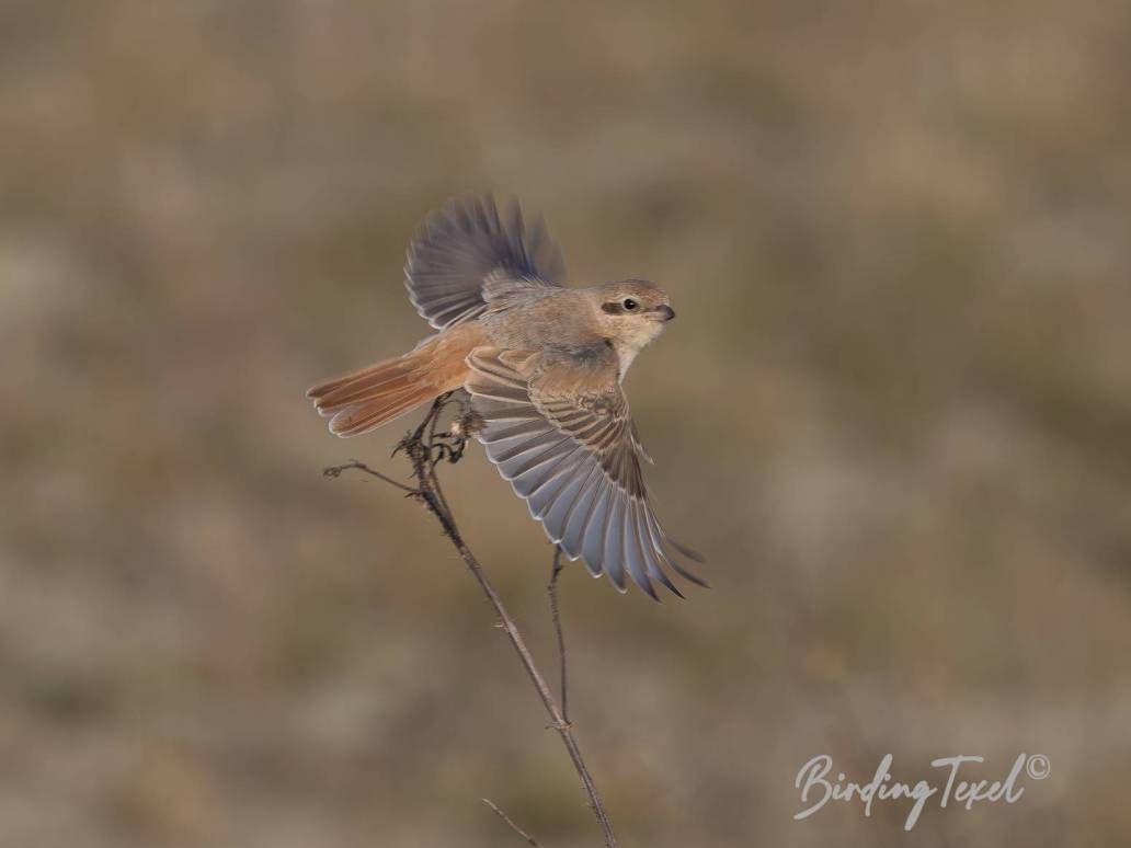 Izabelklauwier / Isabelline Shrike (Lanius isabellinus or phoenicuroides) 1cy, Texel 15102024