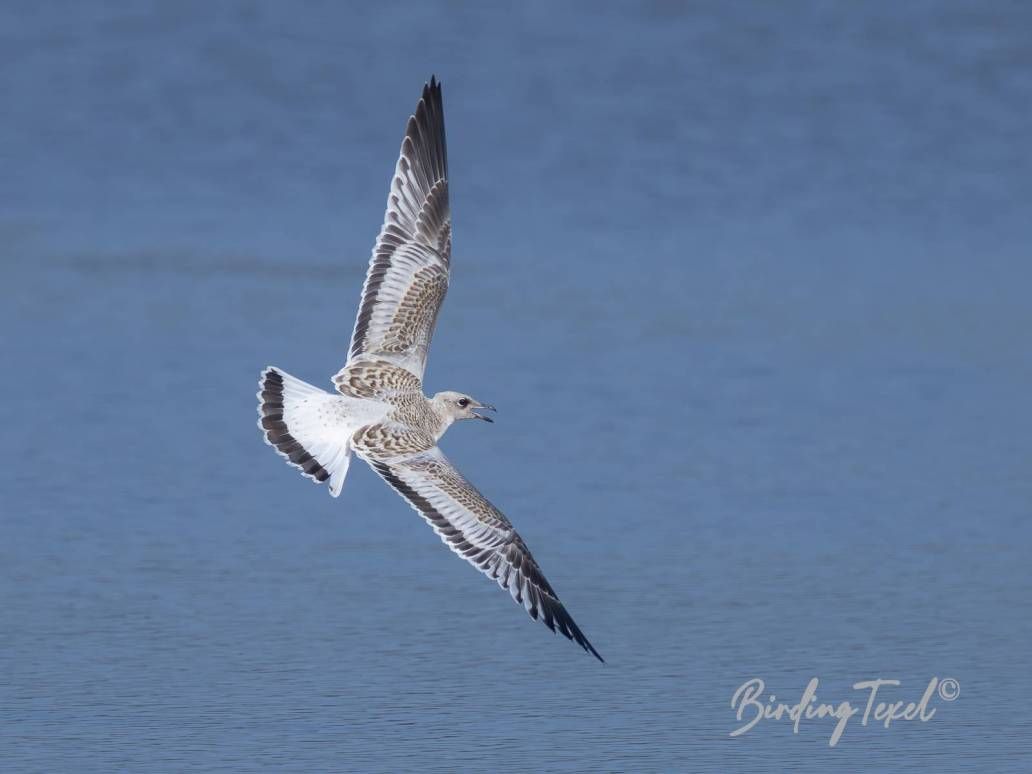 Zwartkopmeeuw / Mediterranean Gull (Larus melanocephalus) juv, Texel 19072024