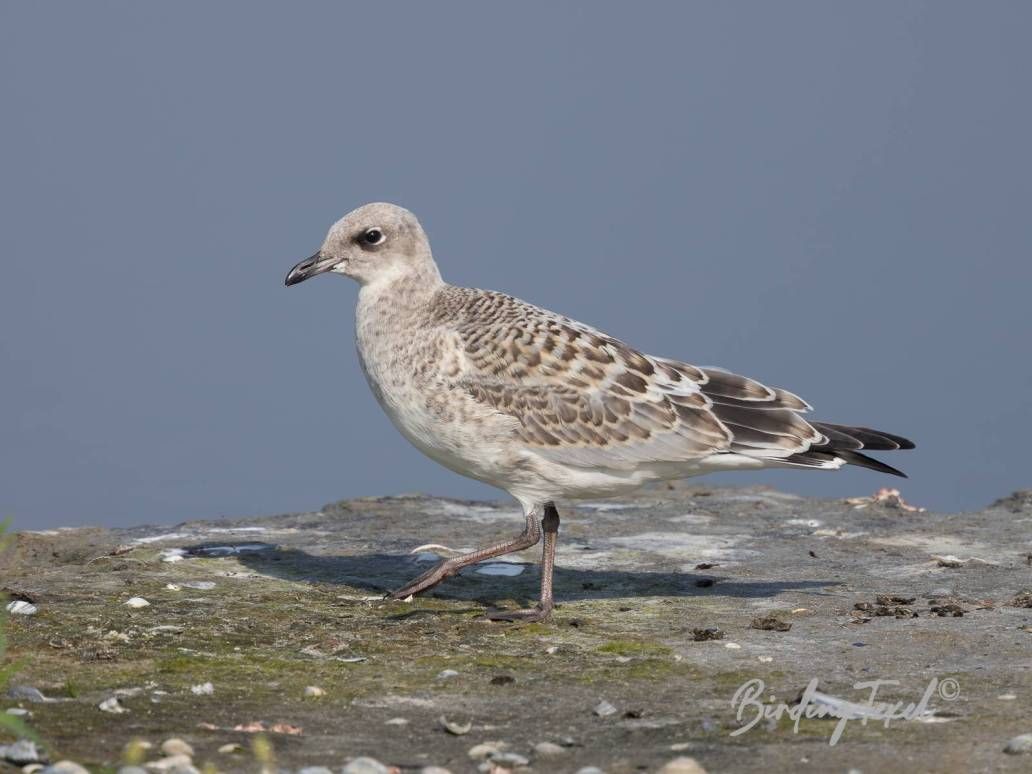 Zwartkopmeeuw / Mediterranean Gull (Larus melanocephalus) juv, Texel 19072024