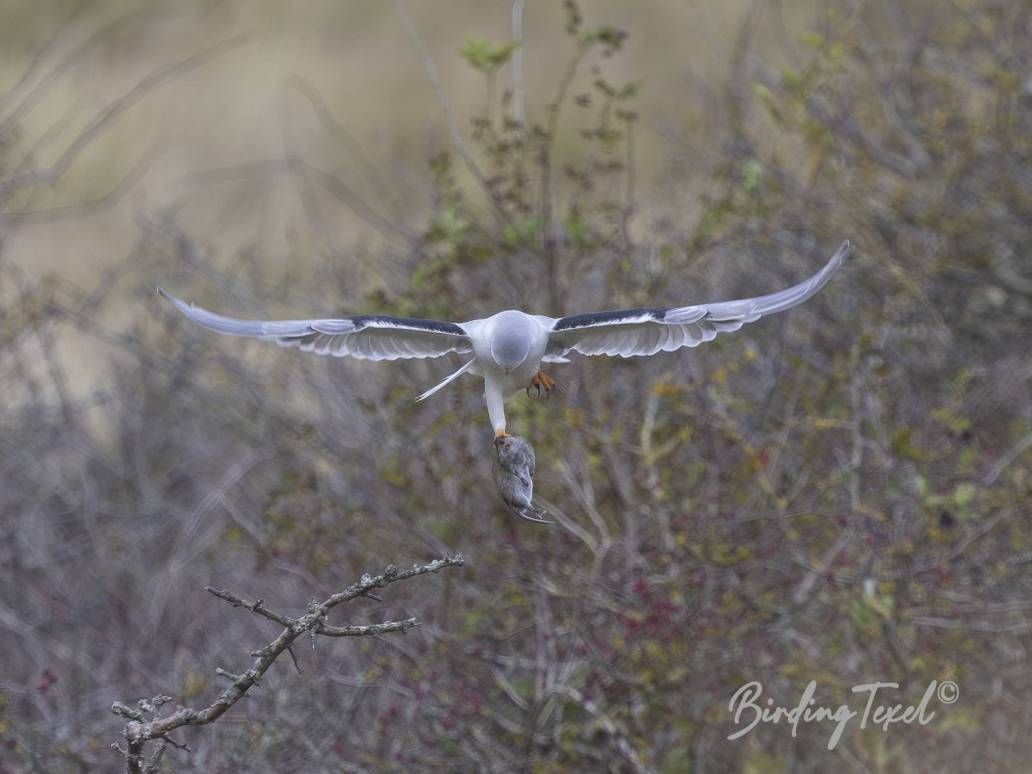 Grijze Wouw / Black-shouldered Kite (Elanus caeruleus) 1 cy, Texel 30092024