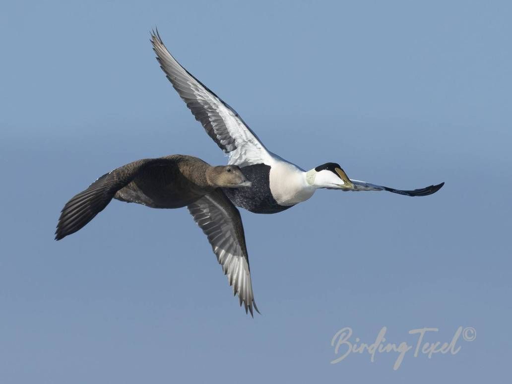 Eider | Common Eider (Somateria mollisima) ♂ and ♀, Texel 28022025