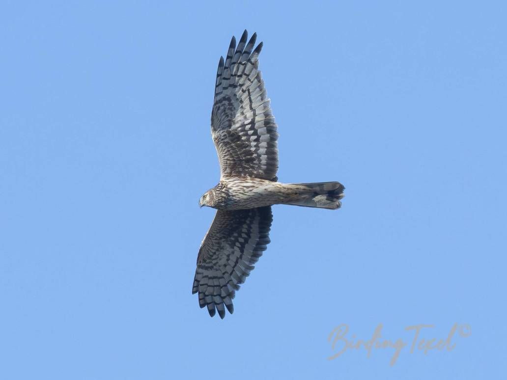 Blauwe Kiekendief | Hen Harrier (Circus cyaneus) ad ♀, Texel 28022025