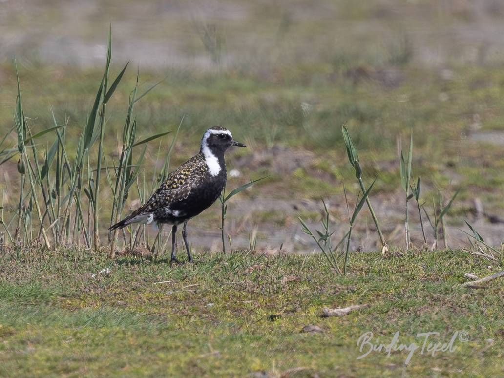 Amerikaanse Goudplevier / American Golden Plover (Pluvialis dominica) ad ♂, Texel 05062024