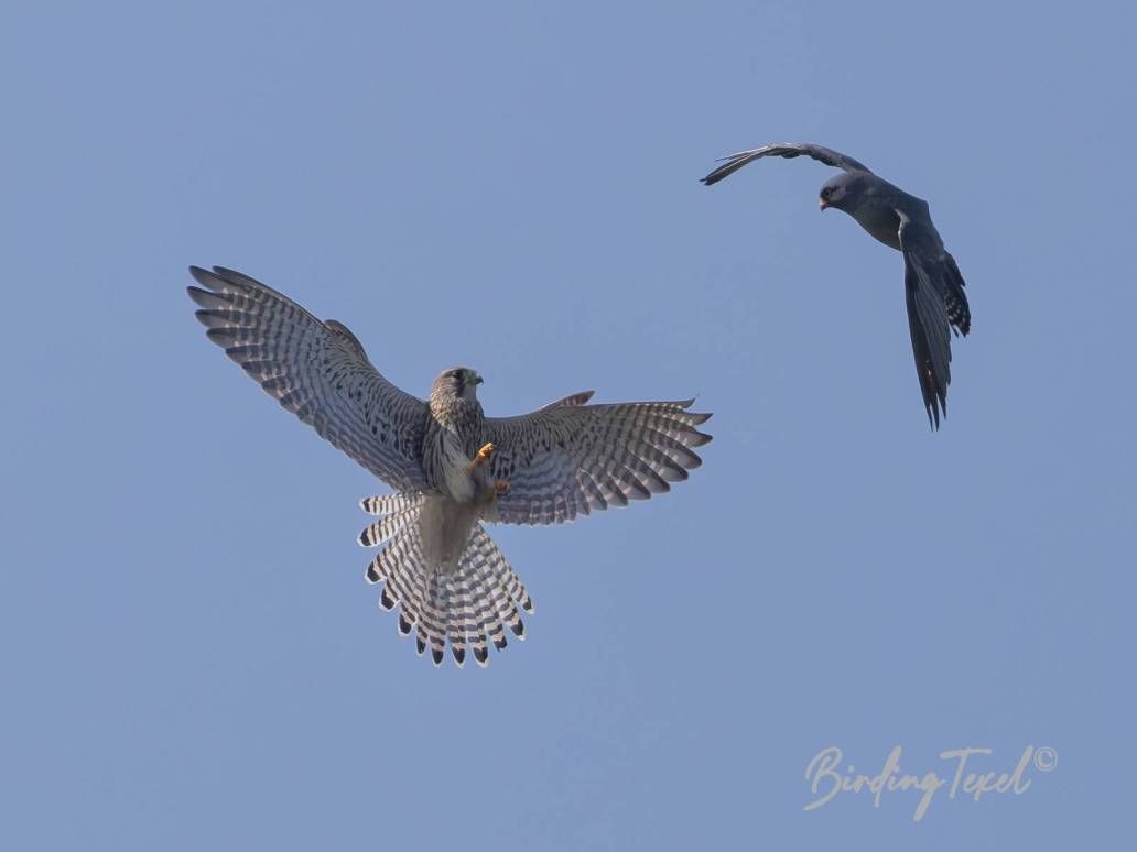 Roodpootvalk / Red-footed Falcon (Falco vespertinus) 2cy ♂ met Torenvalk / with Common Kestrel, Texel 06092024