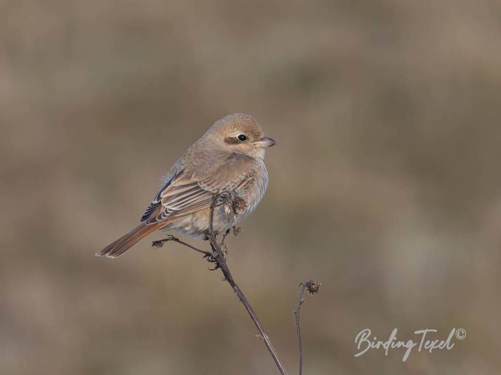 Izabelklauwier / Isabelline Shrike (Lanius isabellinus or phoenicuroides) 1cy, Texel 15102024