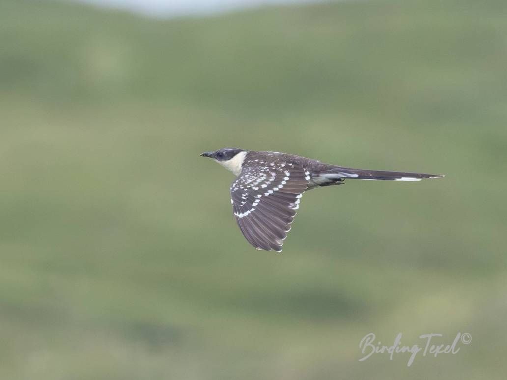 Kuifkoekoek / Great Spotted Cuckoo (Clamator glandarius) 2cy, Texel 23052024