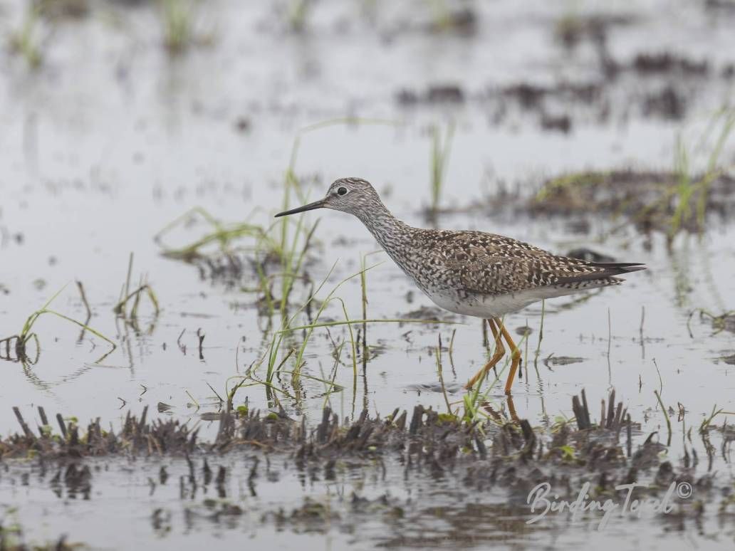 Kleine Geelpootruiter / Lesser Yellowlegs (Tringa flavipes) Texel 01062024