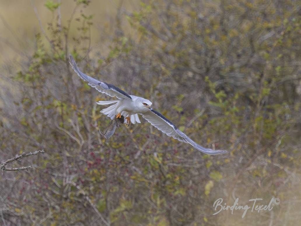 Grijze Wouw / Black-shouldered Kite (Elanus caeruleus) 1 cy, Texel 30092024