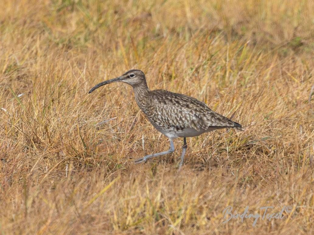 Regenwulp / Eurasian Whimbrel (Numenius phaeopus) Texel 16042024